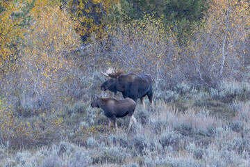 Bull moose with calf in Grand Teton National Park