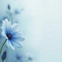 daisy flower on blue background