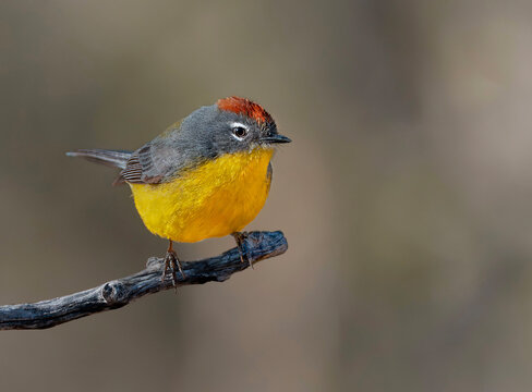 Ara&ntilde;ero corona rojiza ave