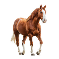 Obraz premium Majestic Chestnut Horse Striding Gracefully on white background