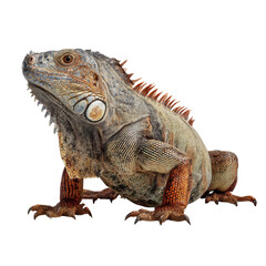 Obraz premium Majestic Iguana Captured in Stunning Detail on white background
