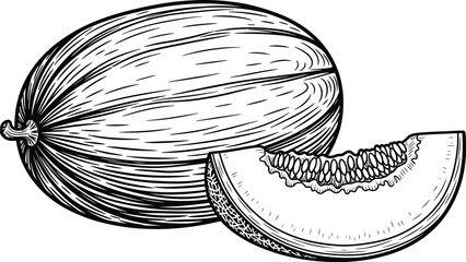 Illustration of a whole cantaloupe and a slice with seeds in black and white line drawing style