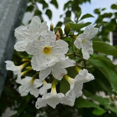 apple tree flower