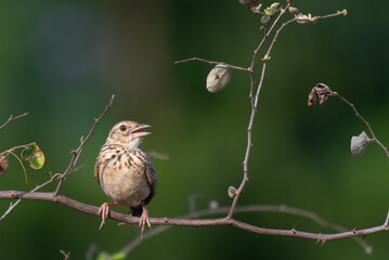 A vibrant Indian bush lark perched on a dry thin branch with open mouth, The background is blurred...