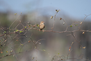 A vibrant Indian bush lark perched on a dry thin branch with open mouth, The background is blurred with lot of branches and dry leaves.