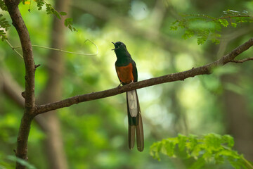 A vibrant close up of a male White rumped shama perched on a thorny branch with soft natural light...