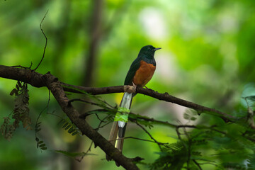 A vibrant close up of a male White rumped shama perched on a thorny branch with soft natural light with a blurred green forest background.