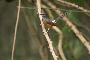 A vibrant close up of a female White rumped shama perched on a thorny branch with soft natural light with a blurred green forest background.