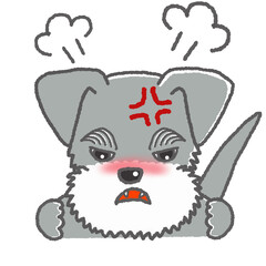 怒っている表情のミニチュアシュナウザーのイラスト