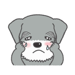 悲しい表情のミニチュアシュナウザーのイラスト