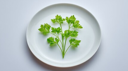Fresh Green Parsley Sprigs on a White Plate Isolated on Minimalist Background Perfect for Culinary, Cooking, and Herbal Illustrations in Stock Photography
