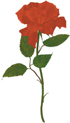 Red rose drawing 