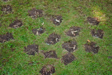 Grassy ground that has been dug up a little to be planted with grass again