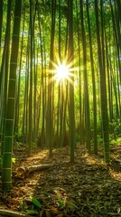 Fototapeta premium Sunburst through lush bamboo forest with leaves covering the ground illuminated with sunlight