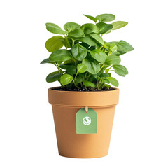 Fototapeta premium Biodegradable Brown Flower Pot with Green Plant and Eco Tag.