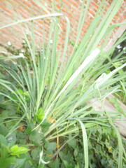 lemongrass trees that can grow well in the midst of cassava trees that spread everywhere