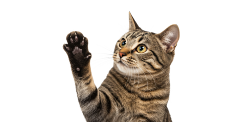 cat giving high five, isolated on white. Tabby Cat Reaching Up with Paw Showing Claws on White Background
