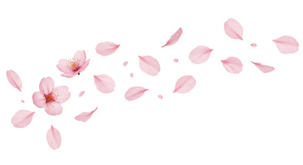 flying pink petals isolated on transparent background cutout. Floating Pink Flower Petals and Blossoms on White Background