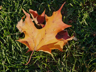 Orange autumn colored leaf from a deciduous tree lying on green grass.