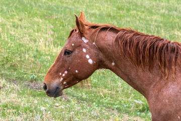 Profile side view of a brown horse with unique markings standing outdoors in a pasture of green grass.