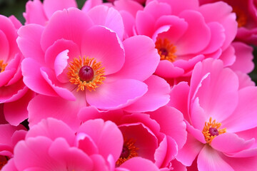 bunch of pink flowers sitting on top of a table 1