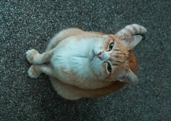 Cat in Chiang Mai, Thailand