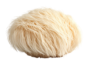 3D Render of Lion’s Mane Mushroom with Shadow, Studio Lighting, Transparent PNG