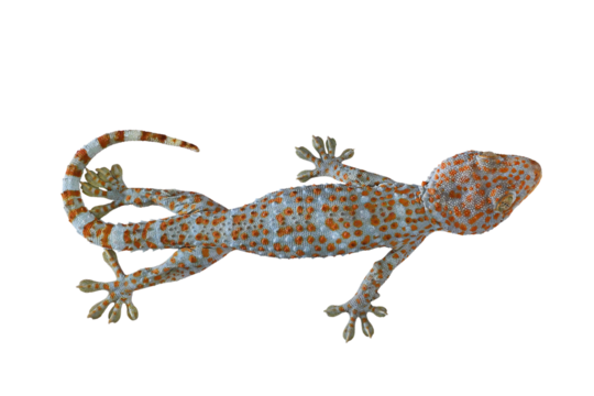 Tokay isolated on transparent background png file