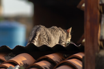 Domestic cat on the roof of an old house. 
