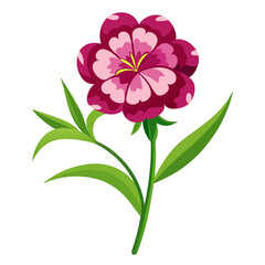 white background on flower Sweet William