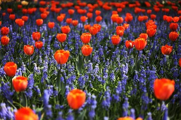 field of red tulips