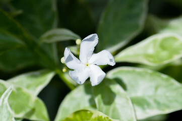 Tabernaemontana divaricata or Grandifolia or Clavel de la India or Cape jasmine, East Indian...