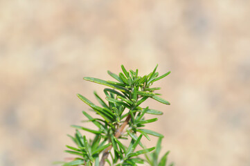 rosemary, rosemary plant or Salvia rosmarinus Spenn or  Rosmarinus officinalis  L or Lamiaceae