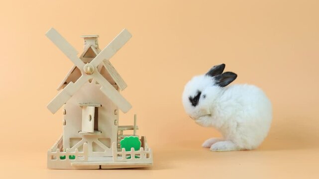 Lovely bunny easter fluffy rabbit, healthy rabbit eat carrot on orange background. The Easter white creamy hares eat carrot, a concept for Easter. Close - up of a rabbit.