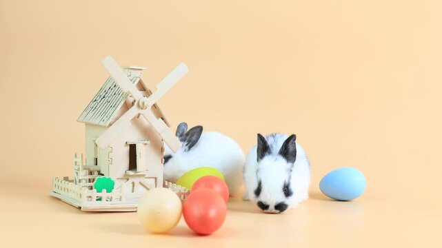 Lovely bunny easter fluffy rabbit, healthy rabbit eat carrot on orange background. The Easter white creamy hares eat carrot, a concept for Easter. Close - up of a rabbit.