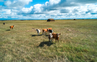 Cattle grazing in a vast open field under a partly cloudy sky on a sunny day