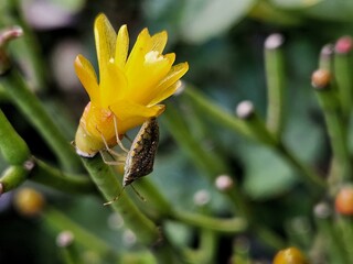 A golden bug perched on a vibrant yellow flower, surrounded by green stems and buds. Halyomorpha...