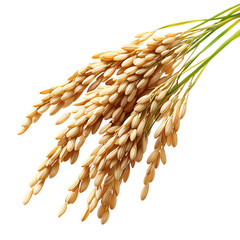 Rice Stalks with Grains CloseUp on transparent background