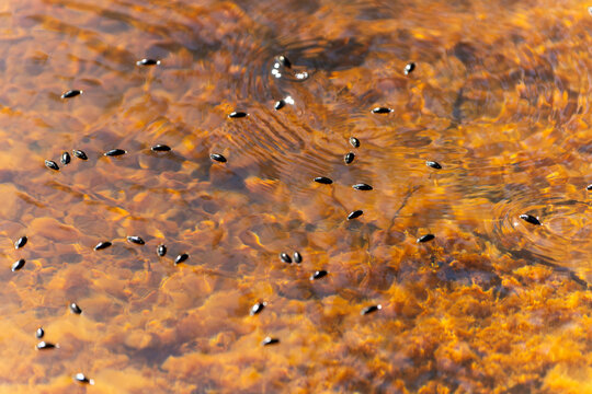 Common European Whirligig Beetle or Gyrinus substriatus paddling around on water surface in Drysdale River