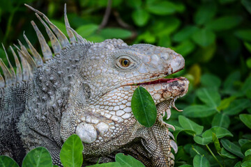 iguana on a branch