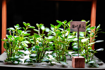 Plants with round leaves in urban indoor incubator