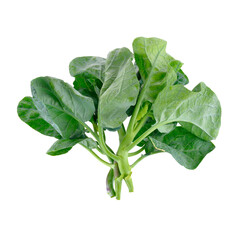 Green Spinach Bunch of Fresh Leaves PNG Format