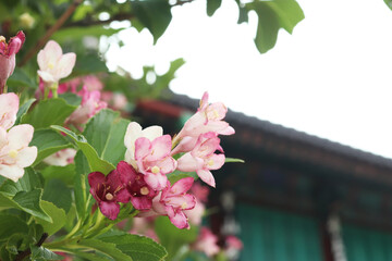 Korean weigela, flower, tree color