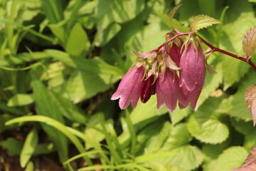 wild flower, Korean bellflower, flower