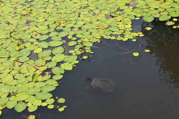 terrapin, soft-shelled turtle
