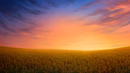 sunset over wheat field