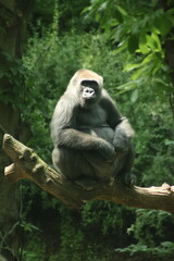 Obraz premium Sitting Gorilla