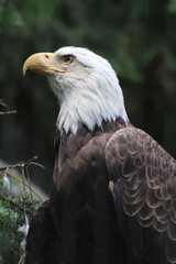 Bald Eagle Profile