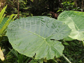cabbage growing in the garden