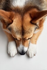 Adorable Top-Down View of a Sleeping Corgi Dog with Fluffy Ears and Paws on Light Background - Perfect for Pet Lovers and Animal Enthusiasts